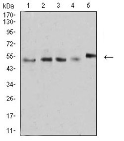 CD2 Antibody (3D1E3) - BSA Free, Novus Biologicals 0.1 ml; Unconjugated:Antibodies,